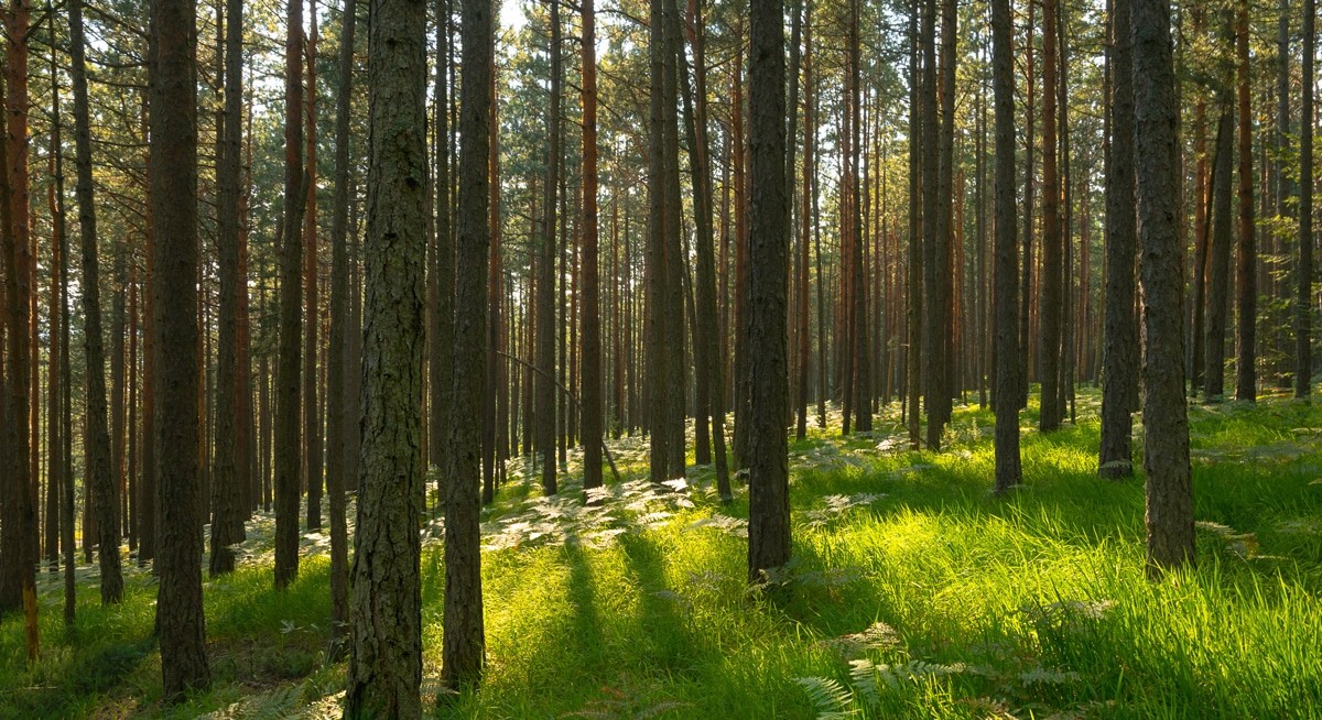 Image of outdoors nature in forest